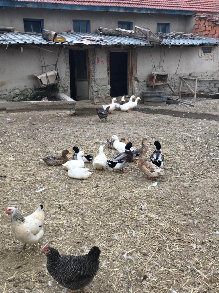 ÜÇLER KAYASI GAZLIGÖL Afyon, Gazlıgöl, Afyon Gazlıgöl Villaları